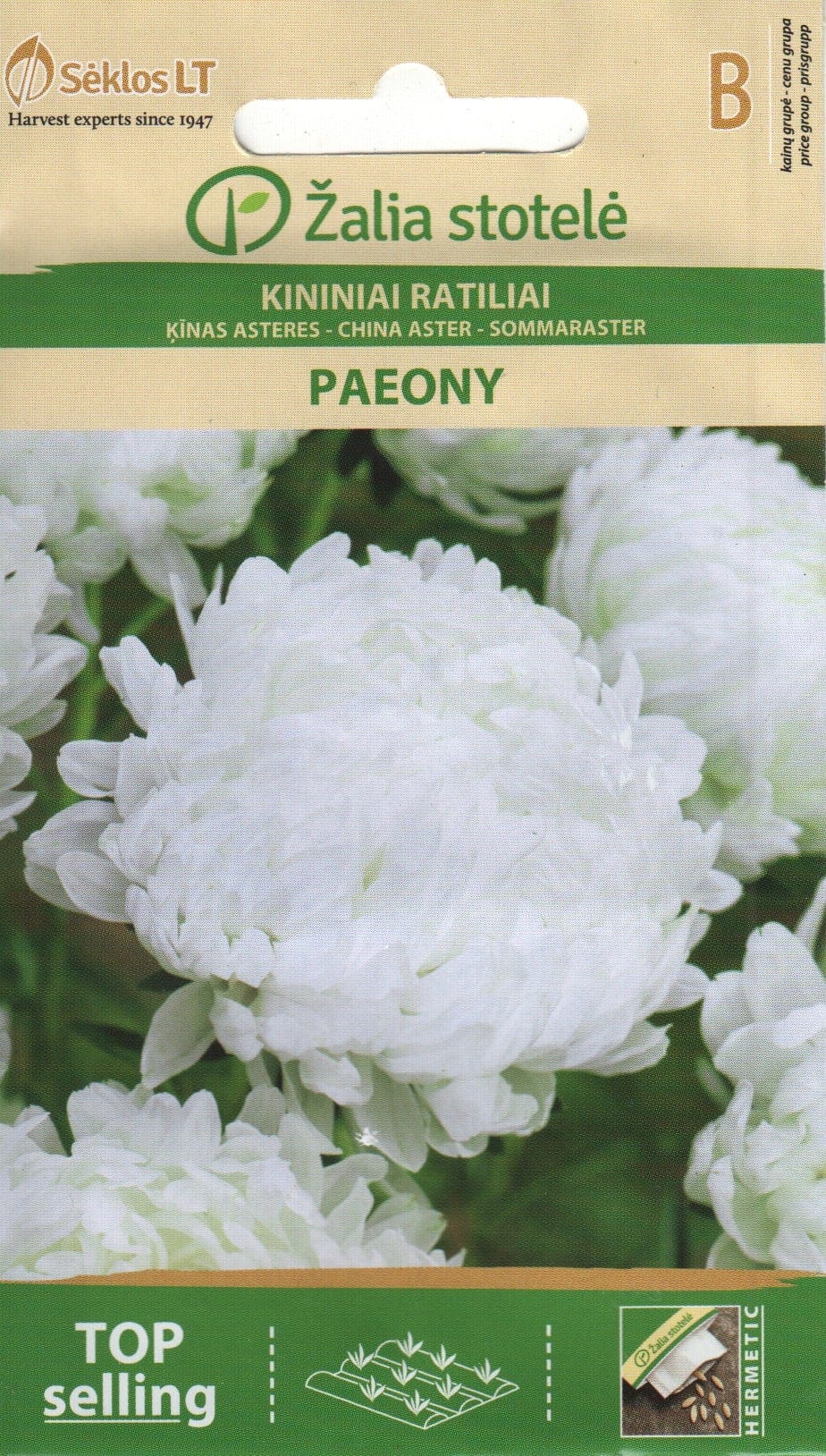 Aster "Paeony White"