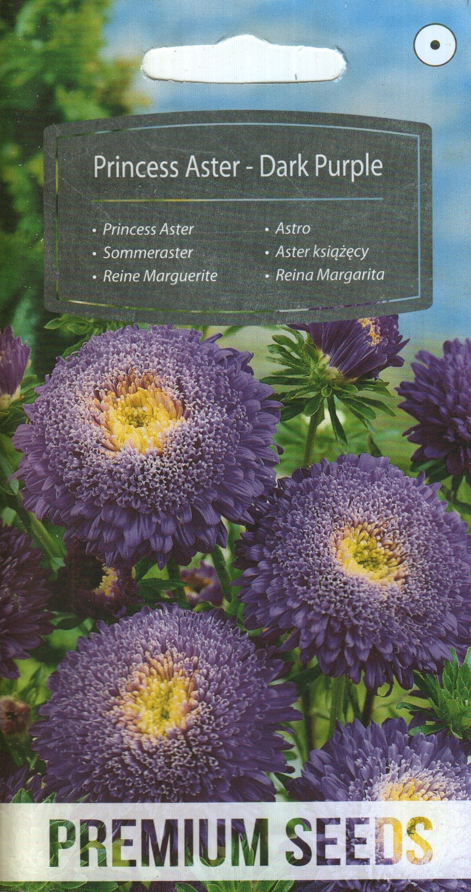 Aster "Dark Purple"