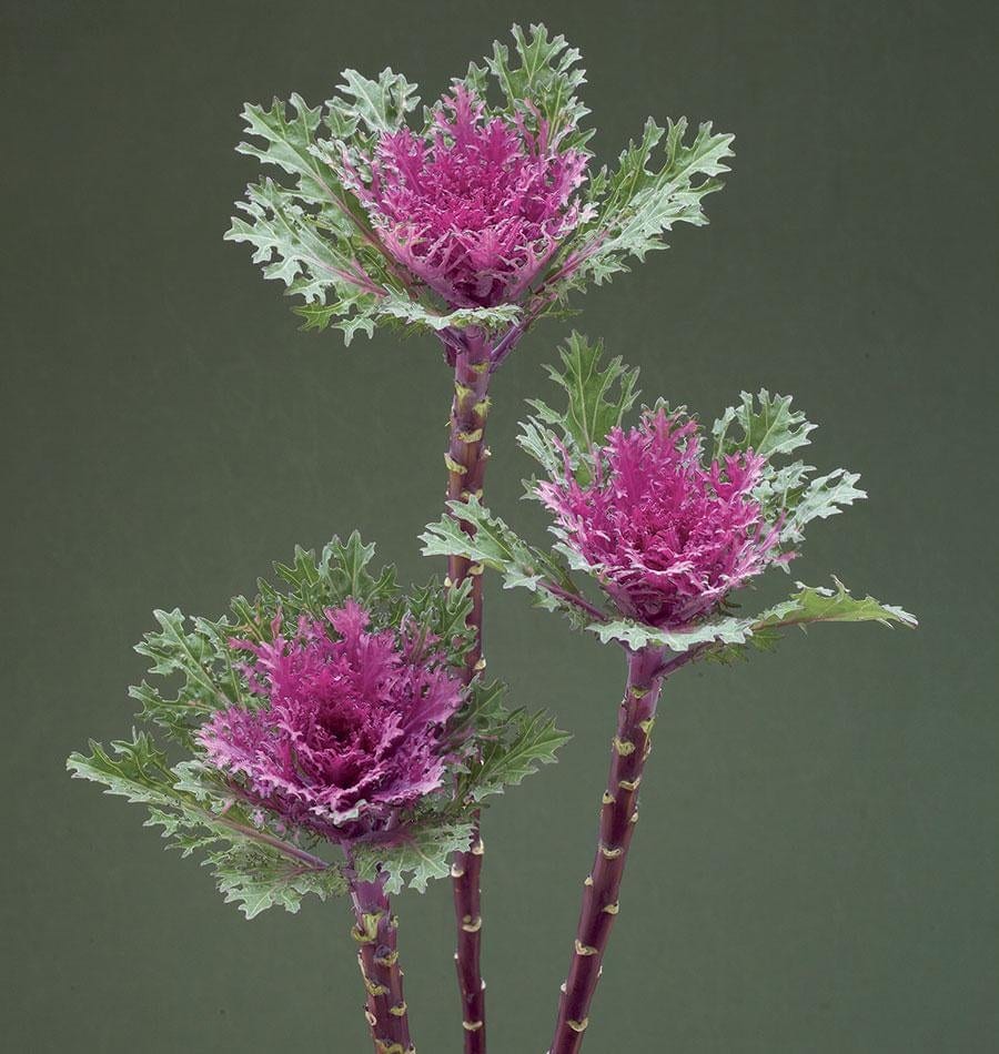 Dekoratiivkapsas "Crane Feather Queen" F1