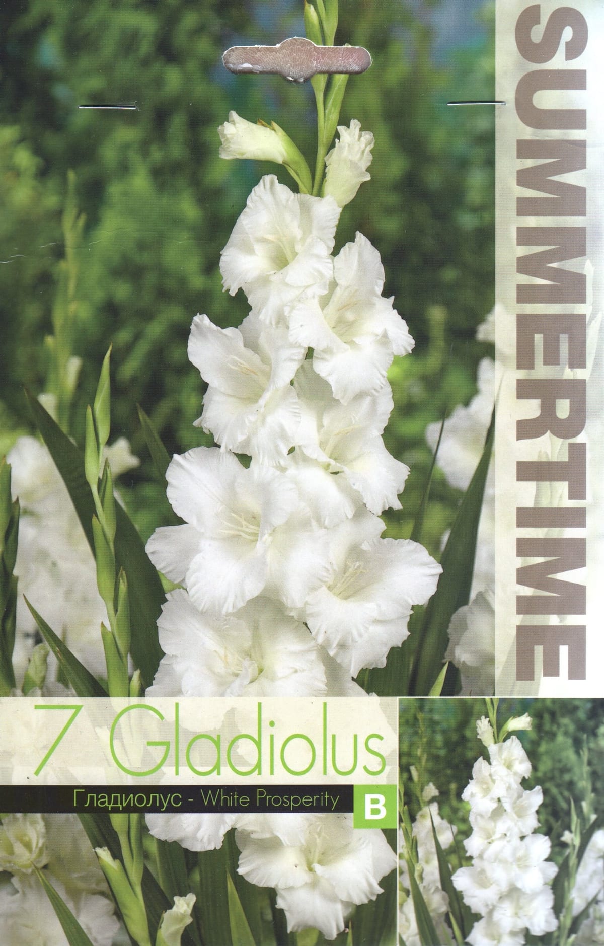 Gladiool "White Prosperity"