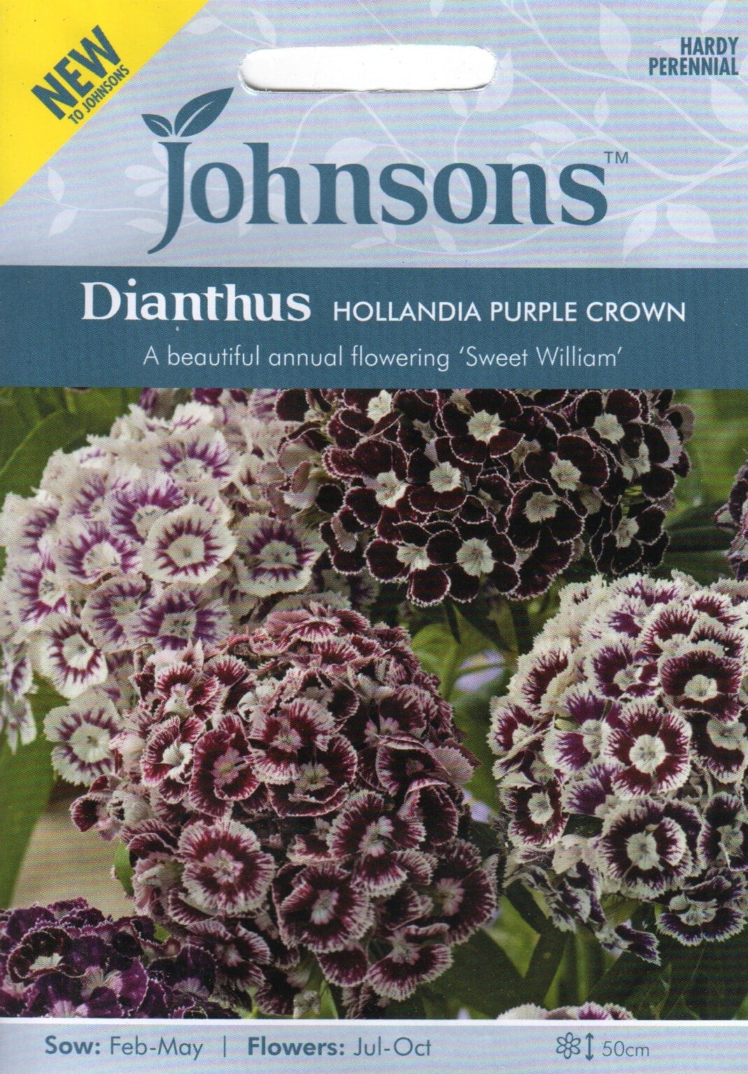 Habenelk "Hollandia Purple Crown"