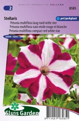 Petuunia "Stellaris"