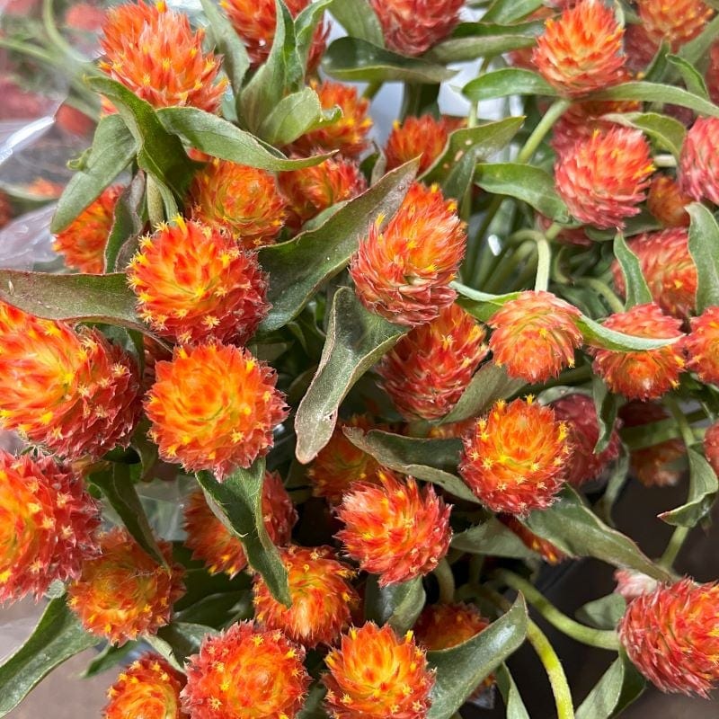 Haage kerarebashein "Oranžova"