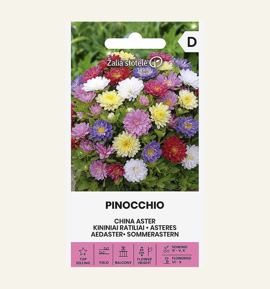 Aster "Pinocchio"
