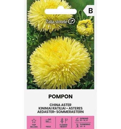 Aster kollane "Pompon"