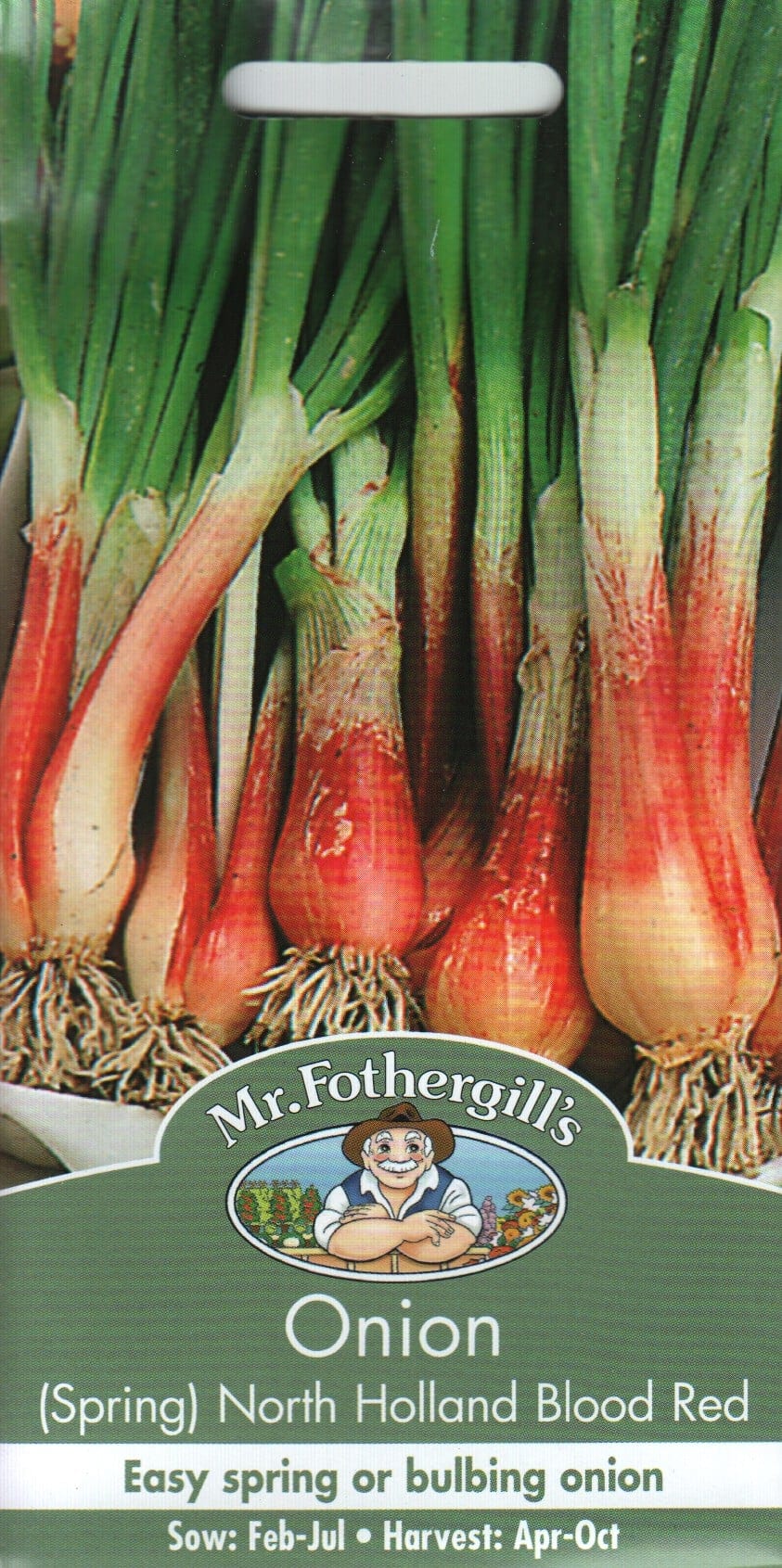 Salatisibul "North Holland Blood Red"
