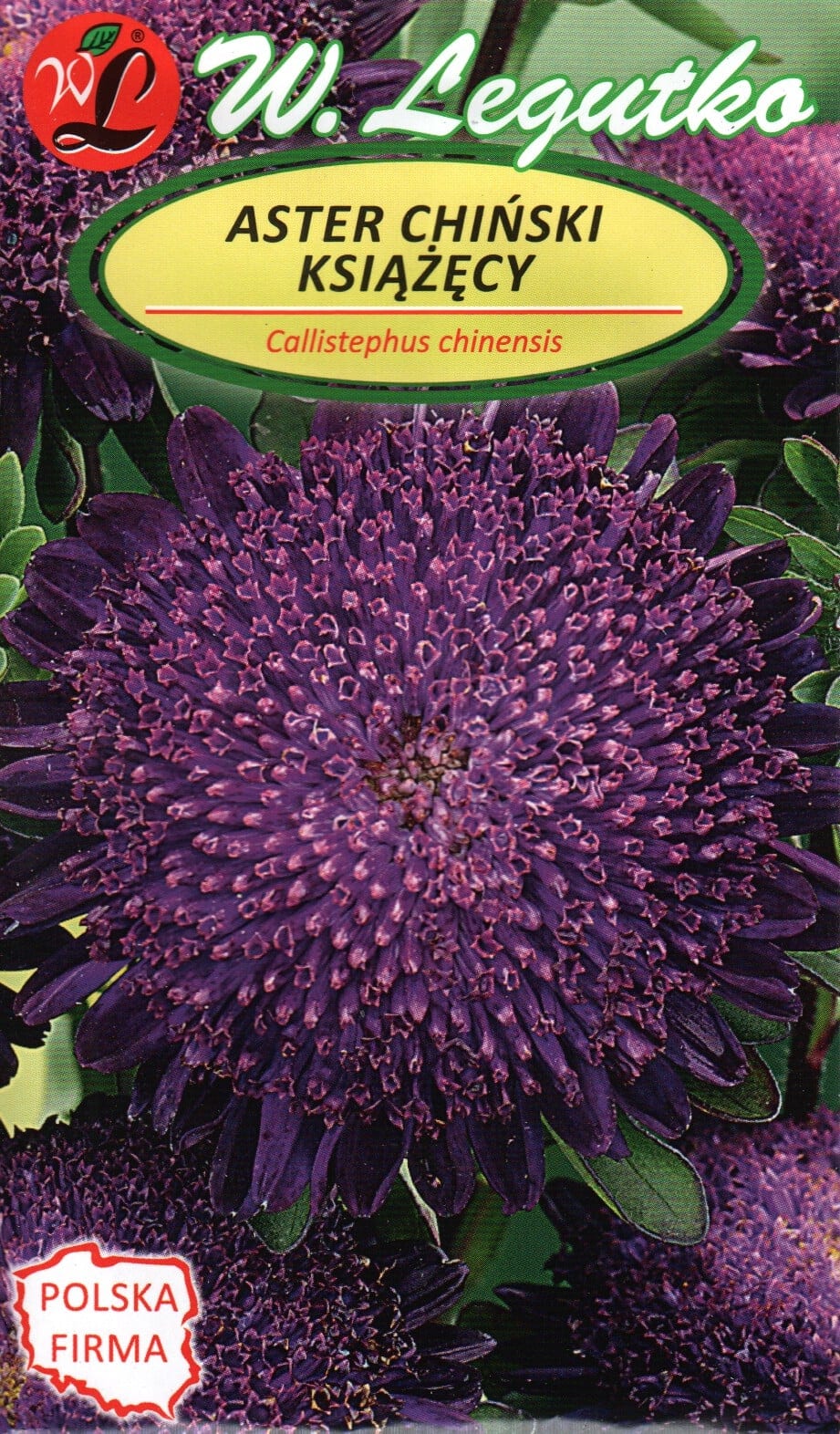 Aster "Princess Violet"