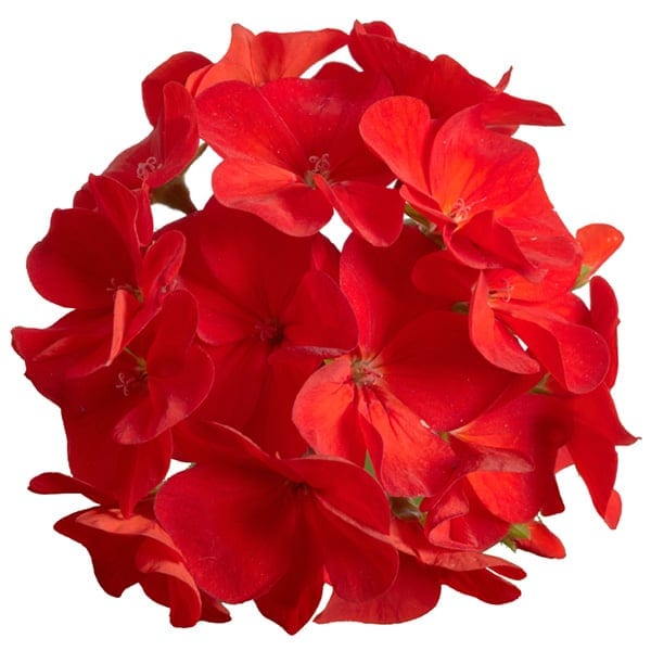 Viirpelargoon "Falcon Scarlet" F1