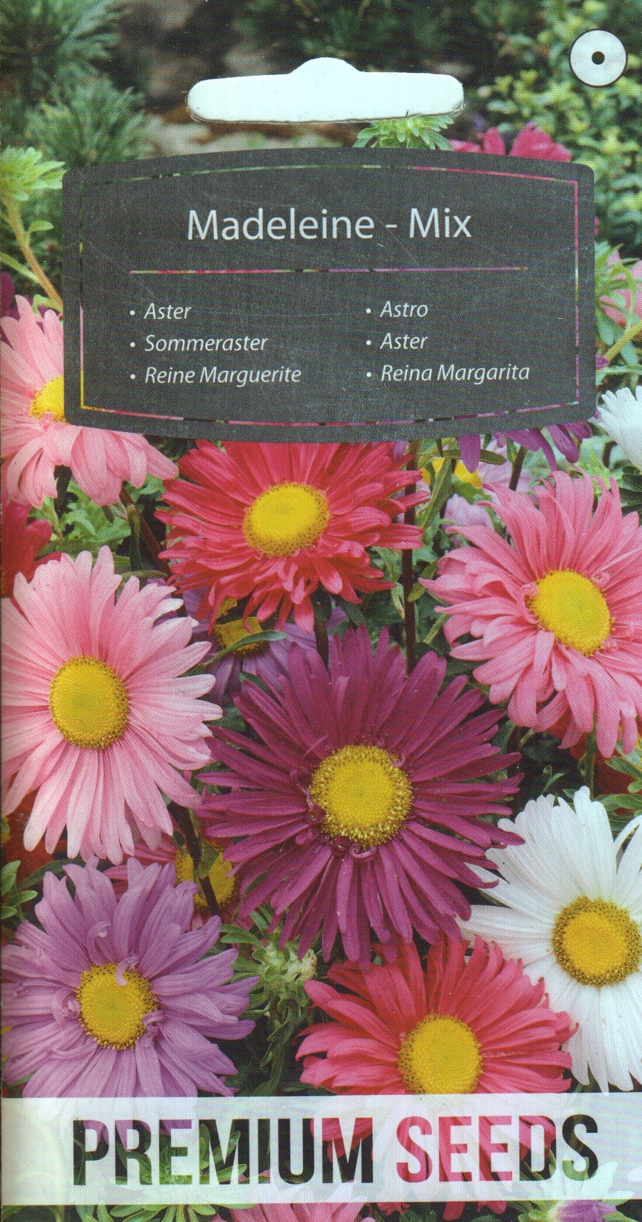 Aster "Madeleine"