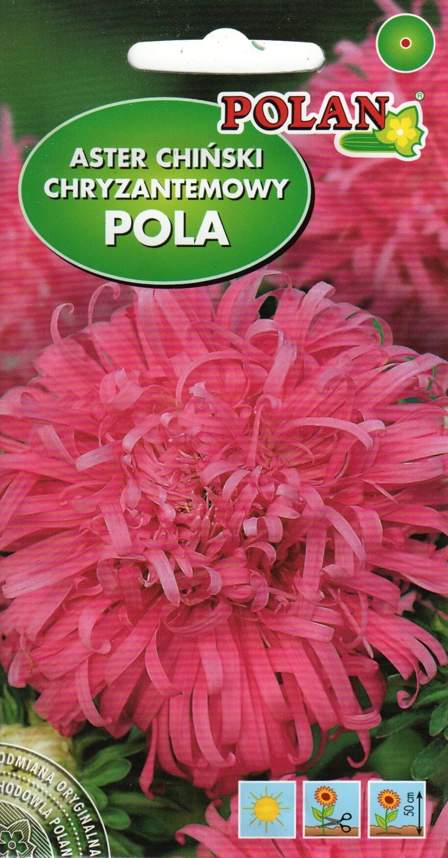 Aster "Pola"
