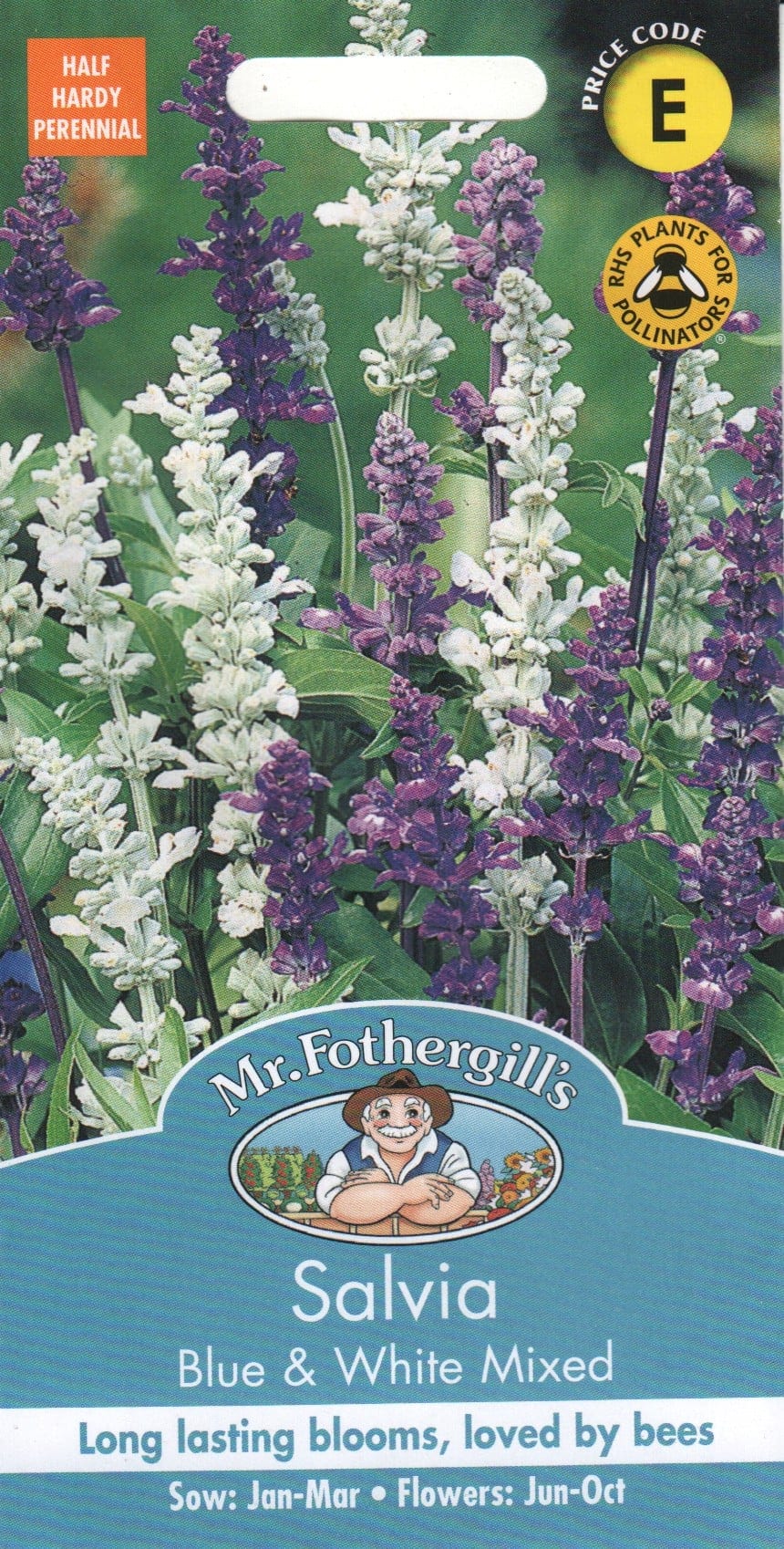Hall salvei "Blue & White Mixed"