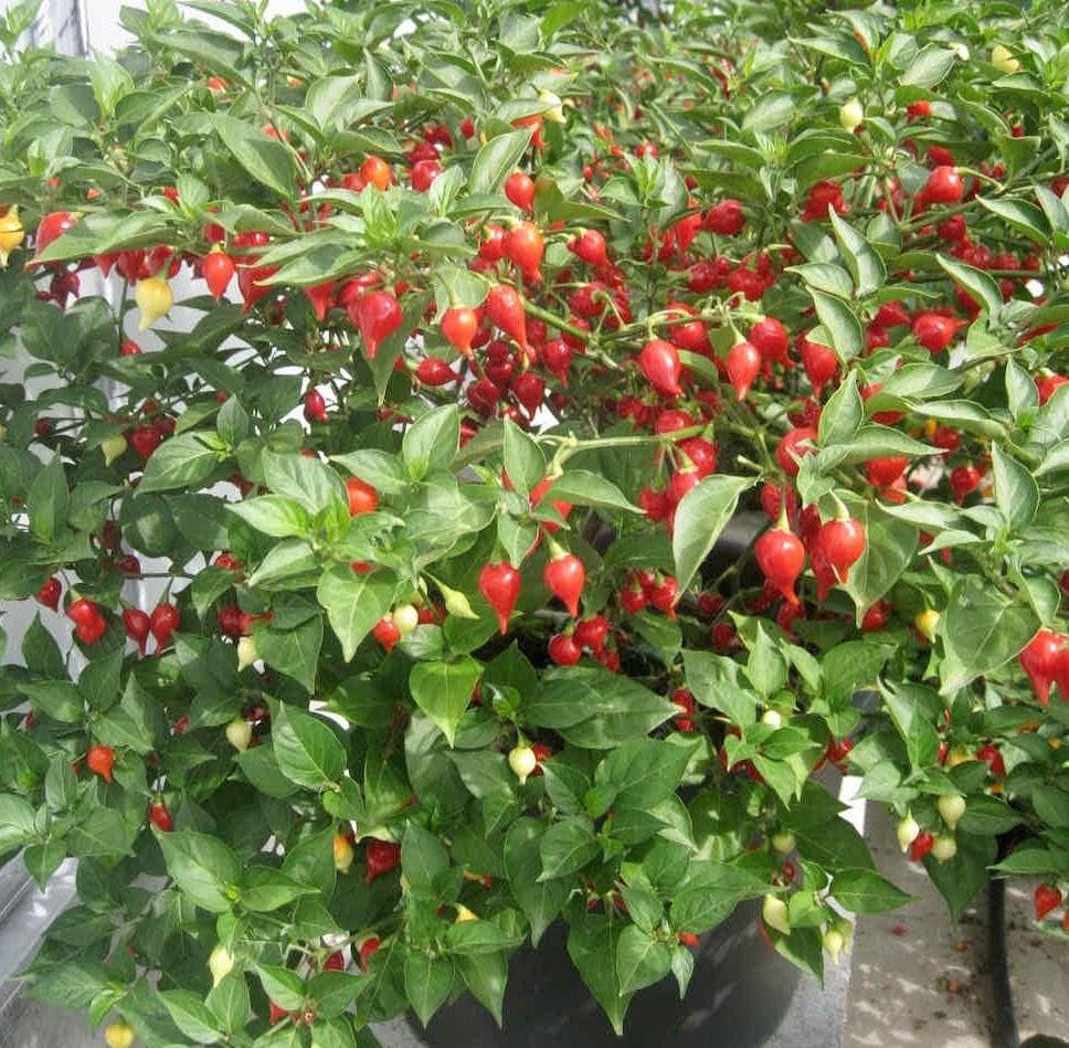 Kariibi paprika "Button Red"