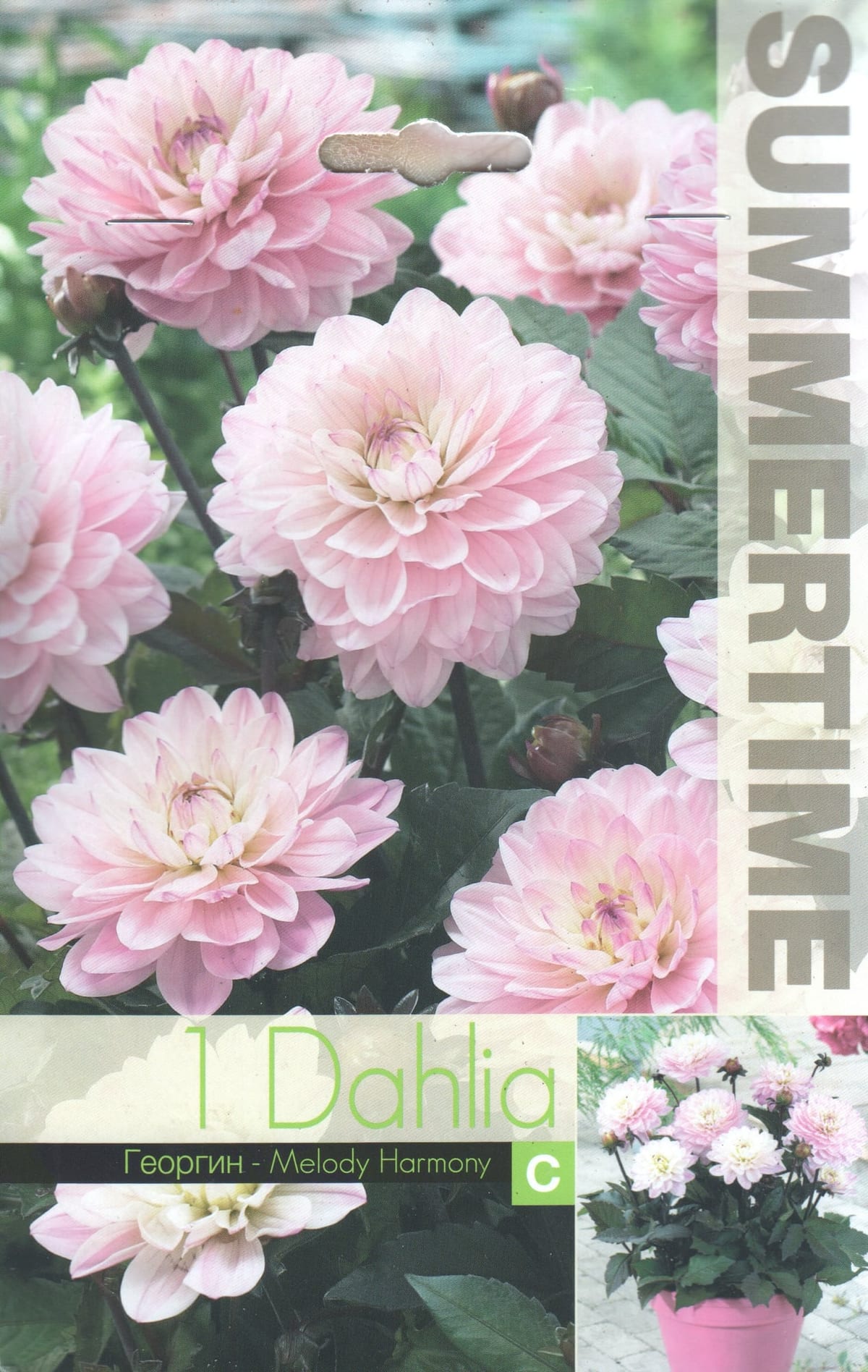 Dekoratiivdaalia "Melody Harmony"