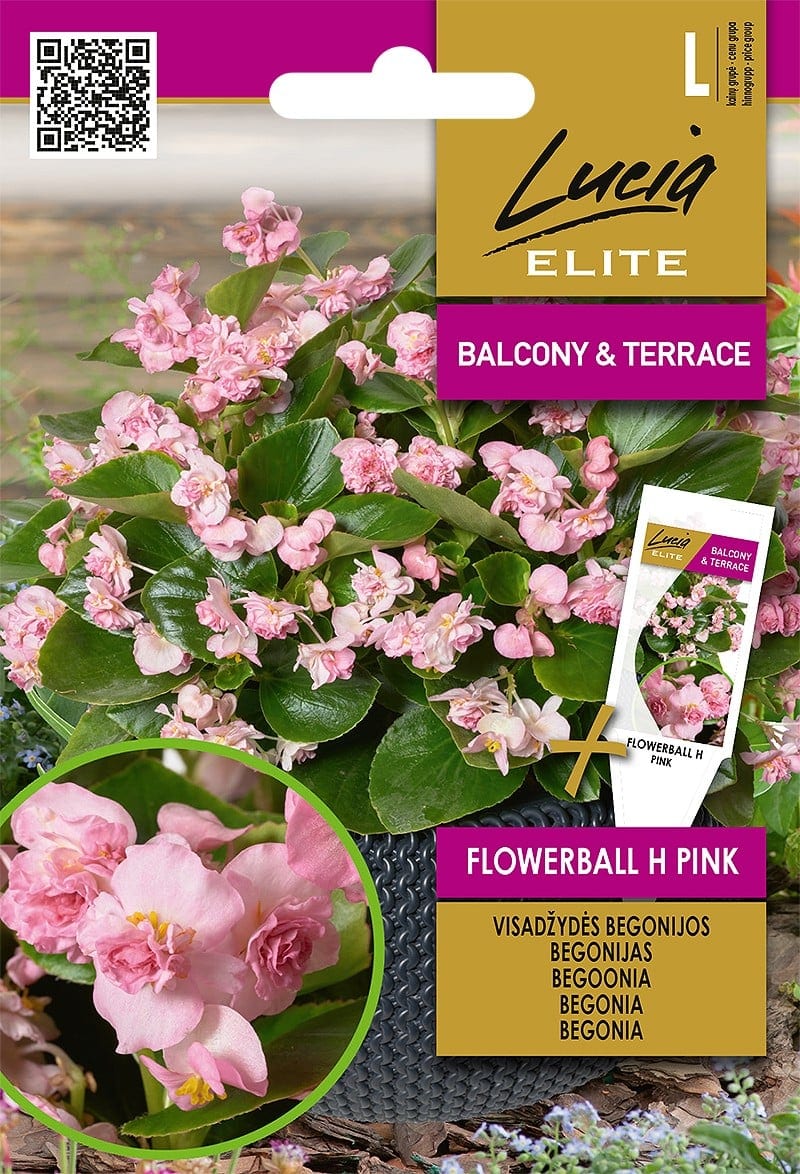 Alatiõitsev begoonia täidisõieline "Flowerball Pink" F1