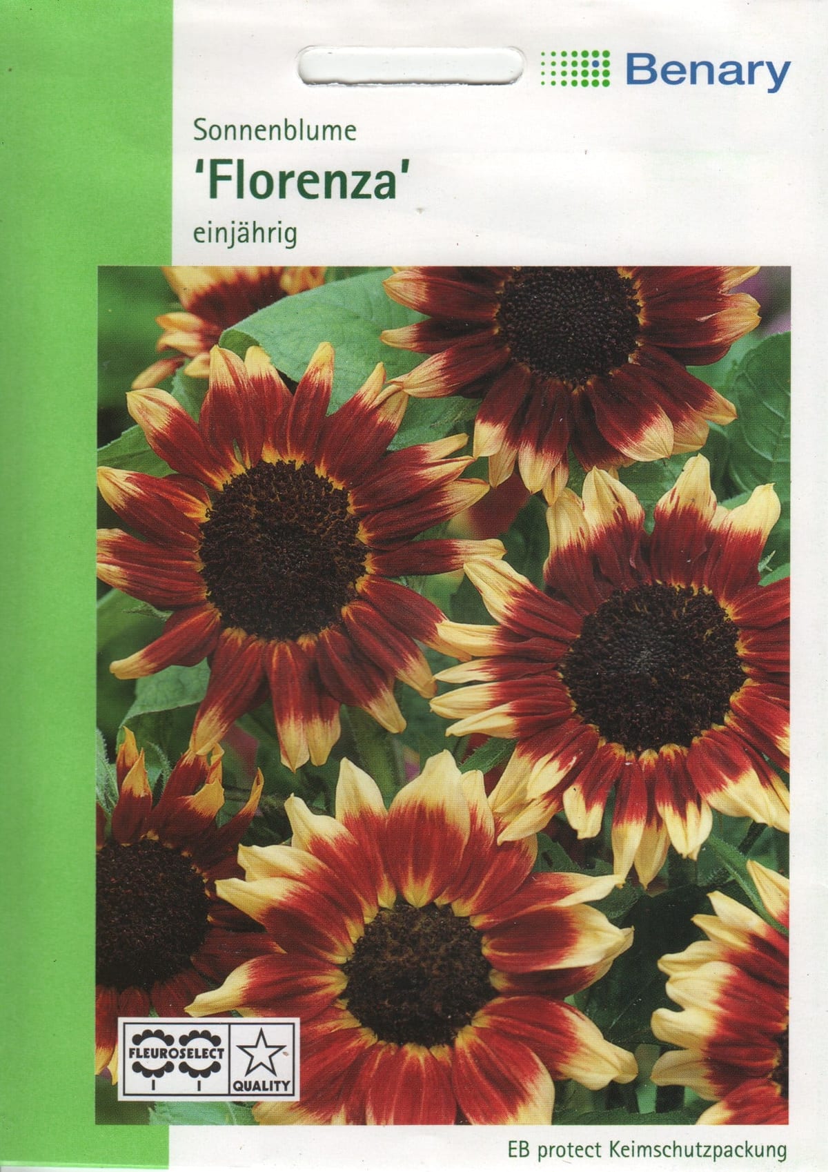 Päevalill "Florenza"