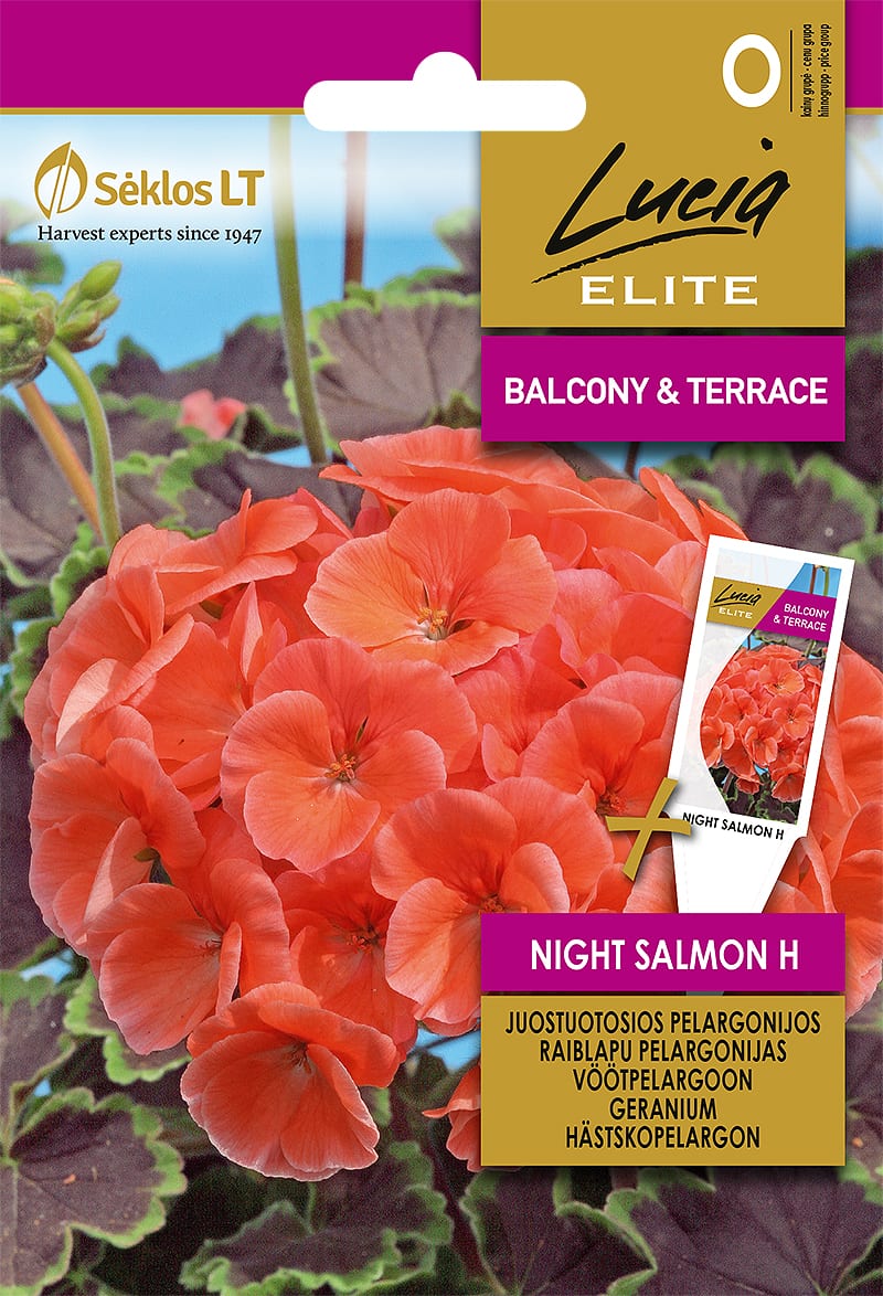 Vöötpelargoon "Night Salmon" F1