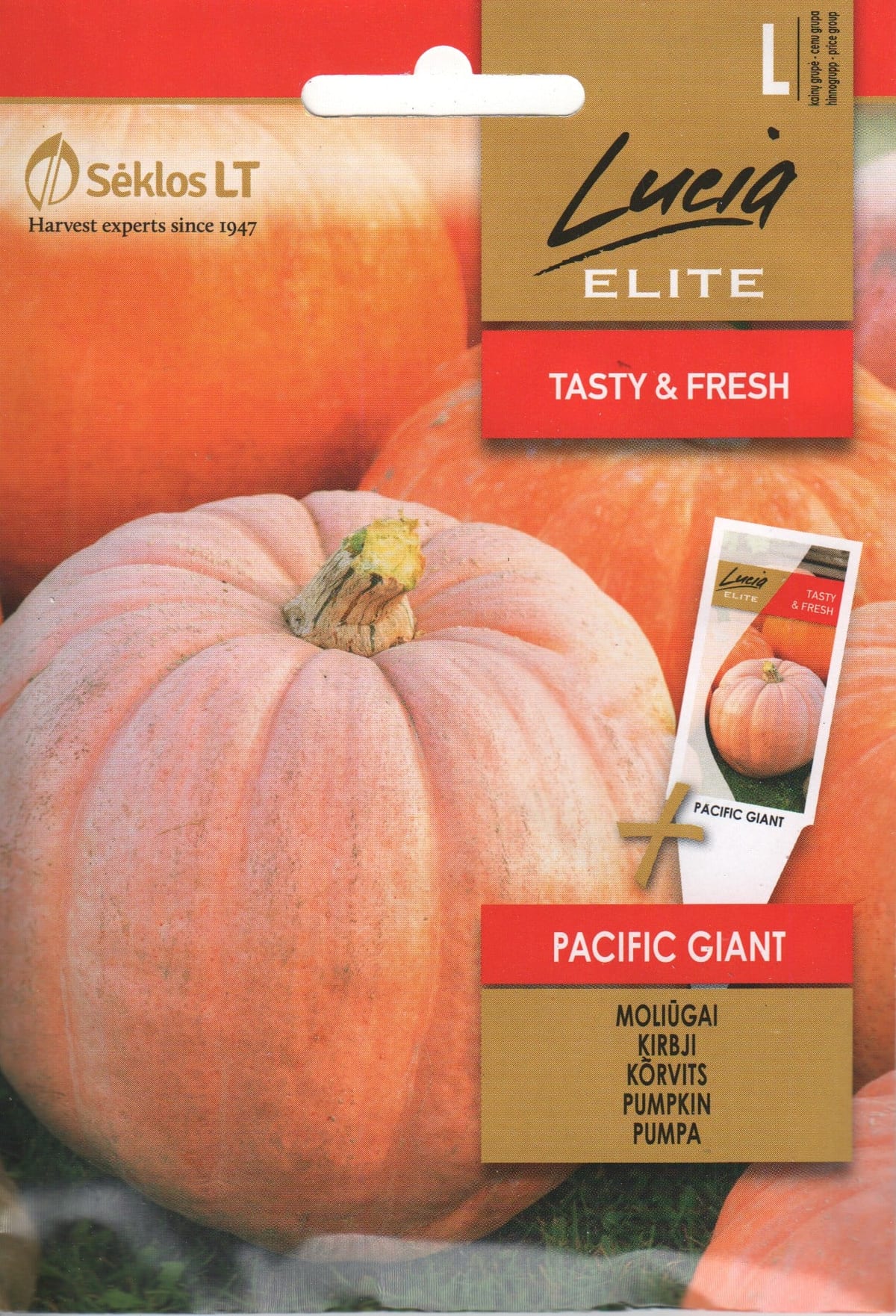 Kõrvits "Pacific Giant"