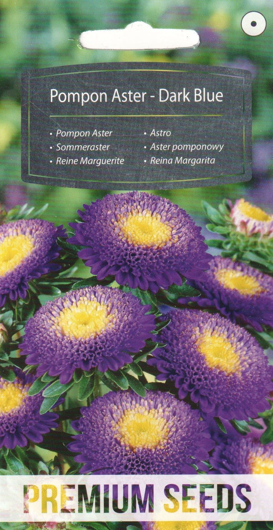 Aster "Pompon Dark Blue"