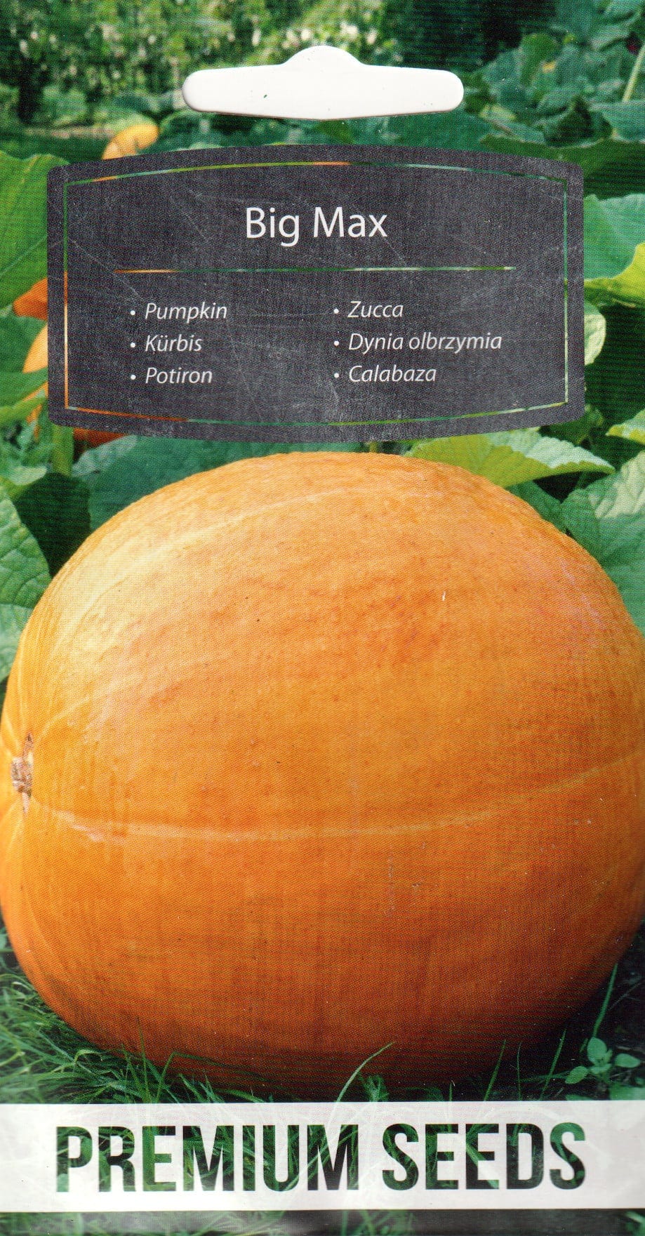 Kõrvits "Big Max"
