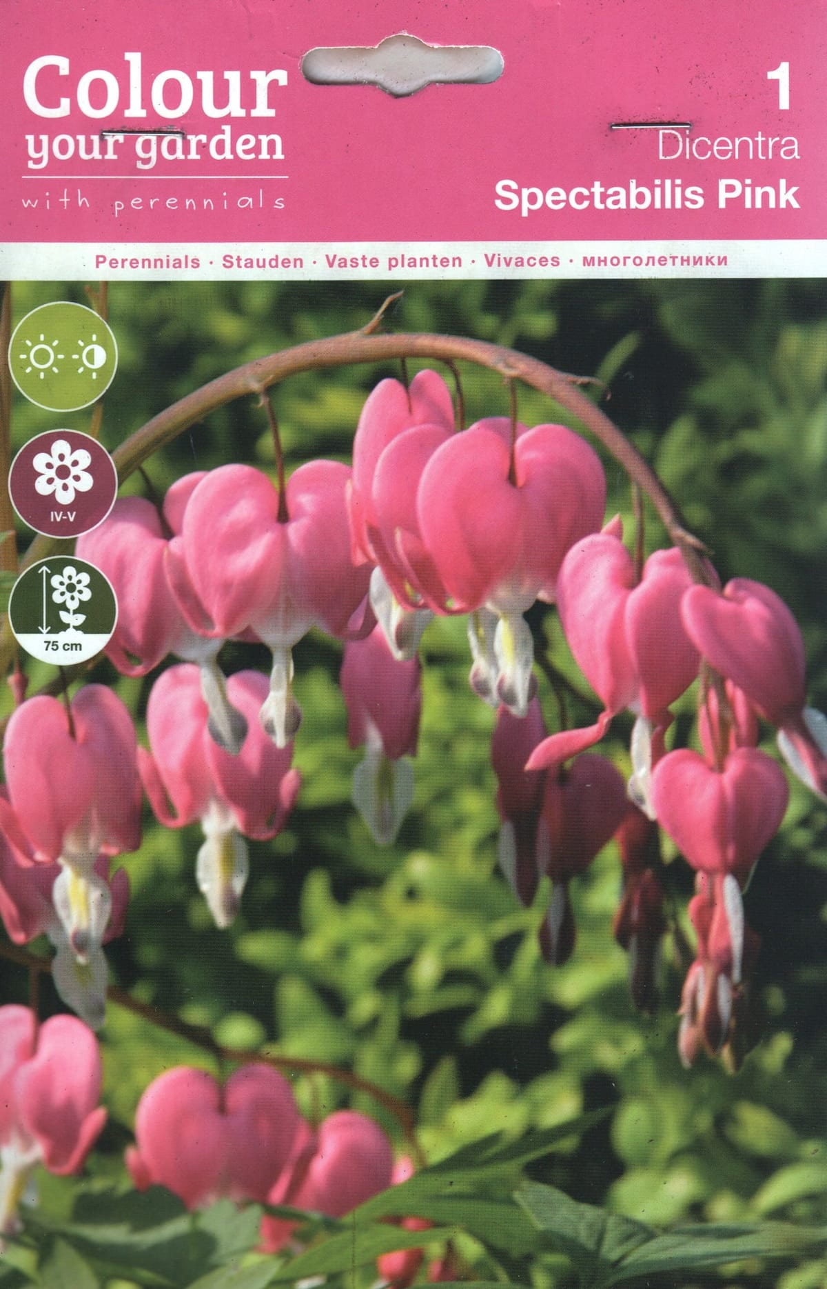 Harilik murtudsüda "Spectabilis Pink"