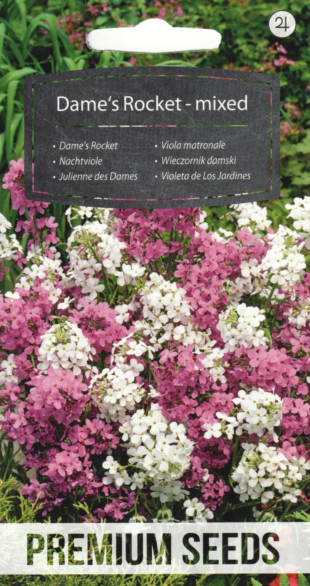 Harilik öölill "Dame`s Rocket Mixed"