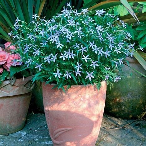Lõhiskellukas "Blue Star"