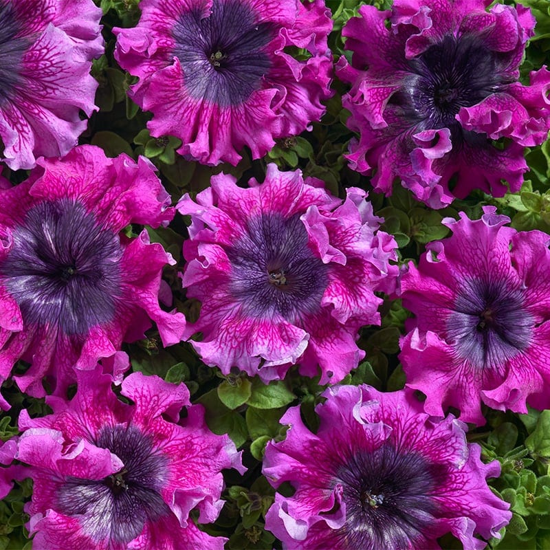 Petuunia "Superbissima Dark Purple" F1