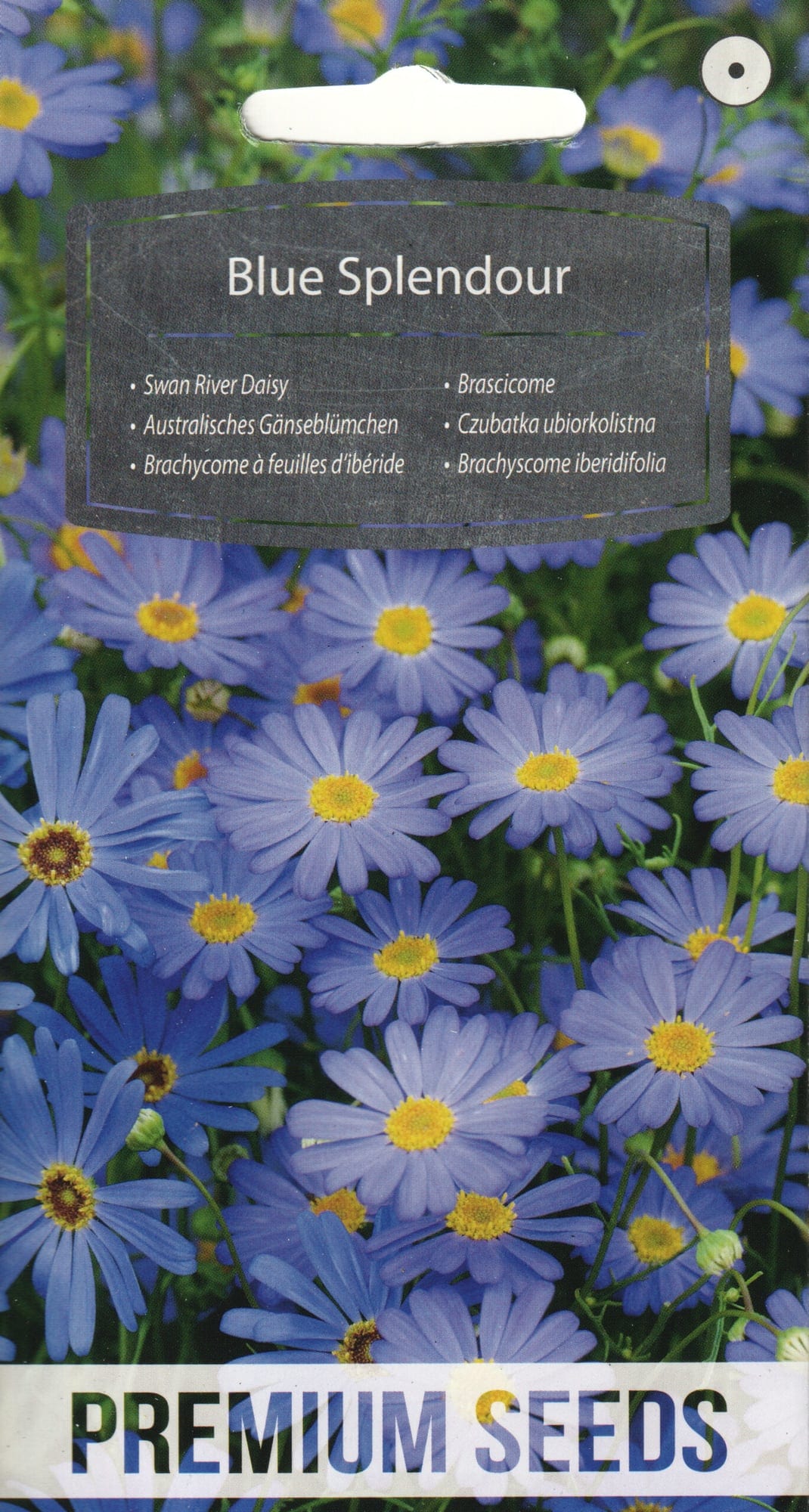 Ibeeriselehine tukalill "Blue Splendour"