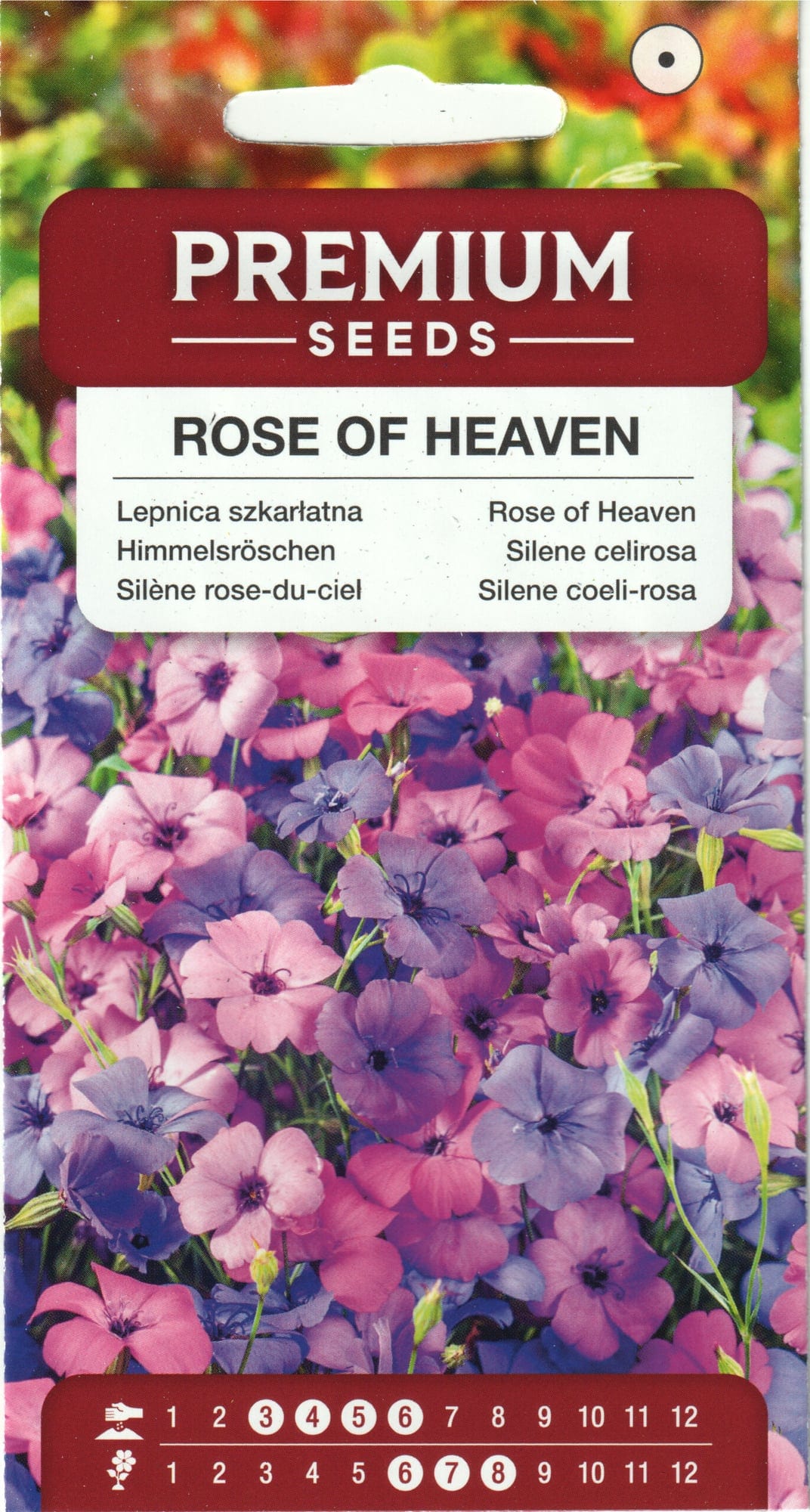 Kaunis põisrohi "Rose of Heaven"