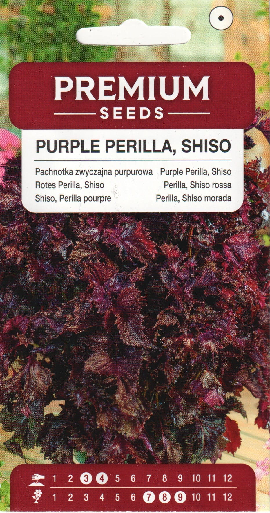 Pronks-lutiklill "Shiso Purple"