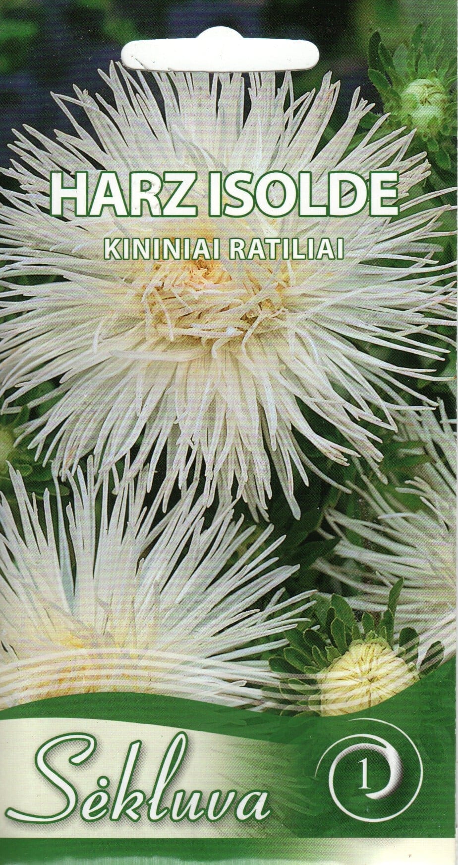 Aster "Harz Isolde"