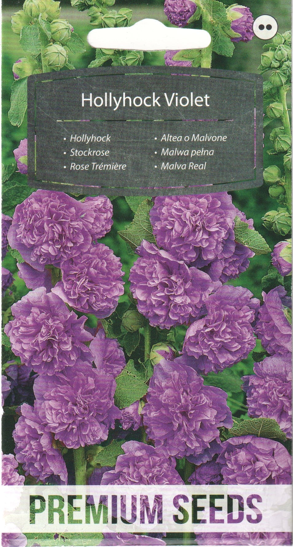 Aed-tokkroos "Chater Violet"
