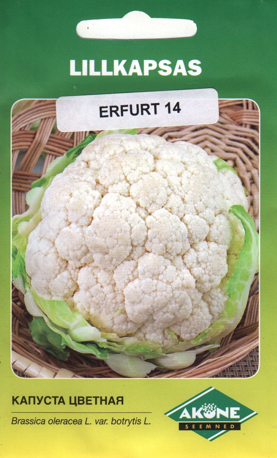 Lillkapsas "Erfurt"