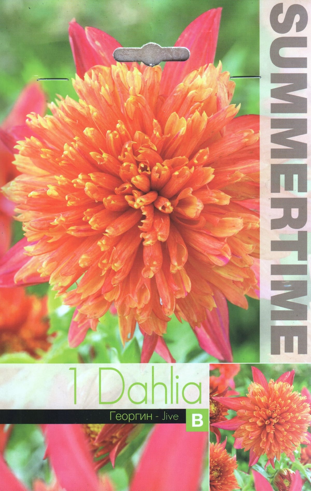 Anemooniõieline daalia "Jive"