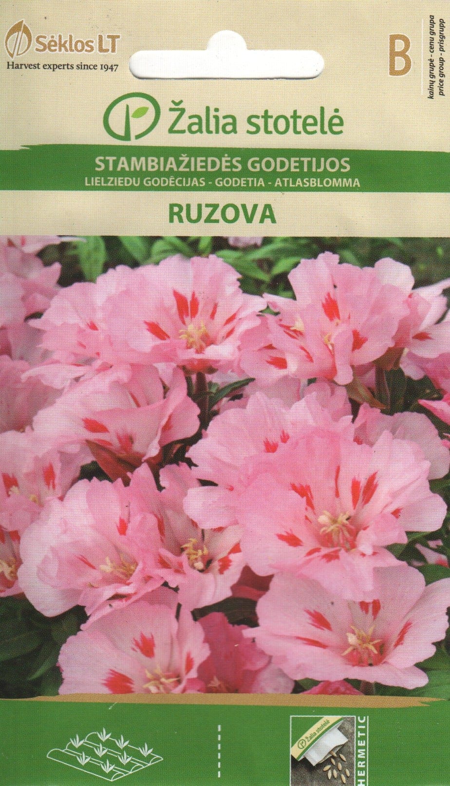 Suureõieline sametlill "Ruzova"