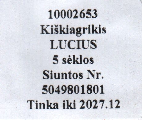 Lumi-piiphein "Lucius"