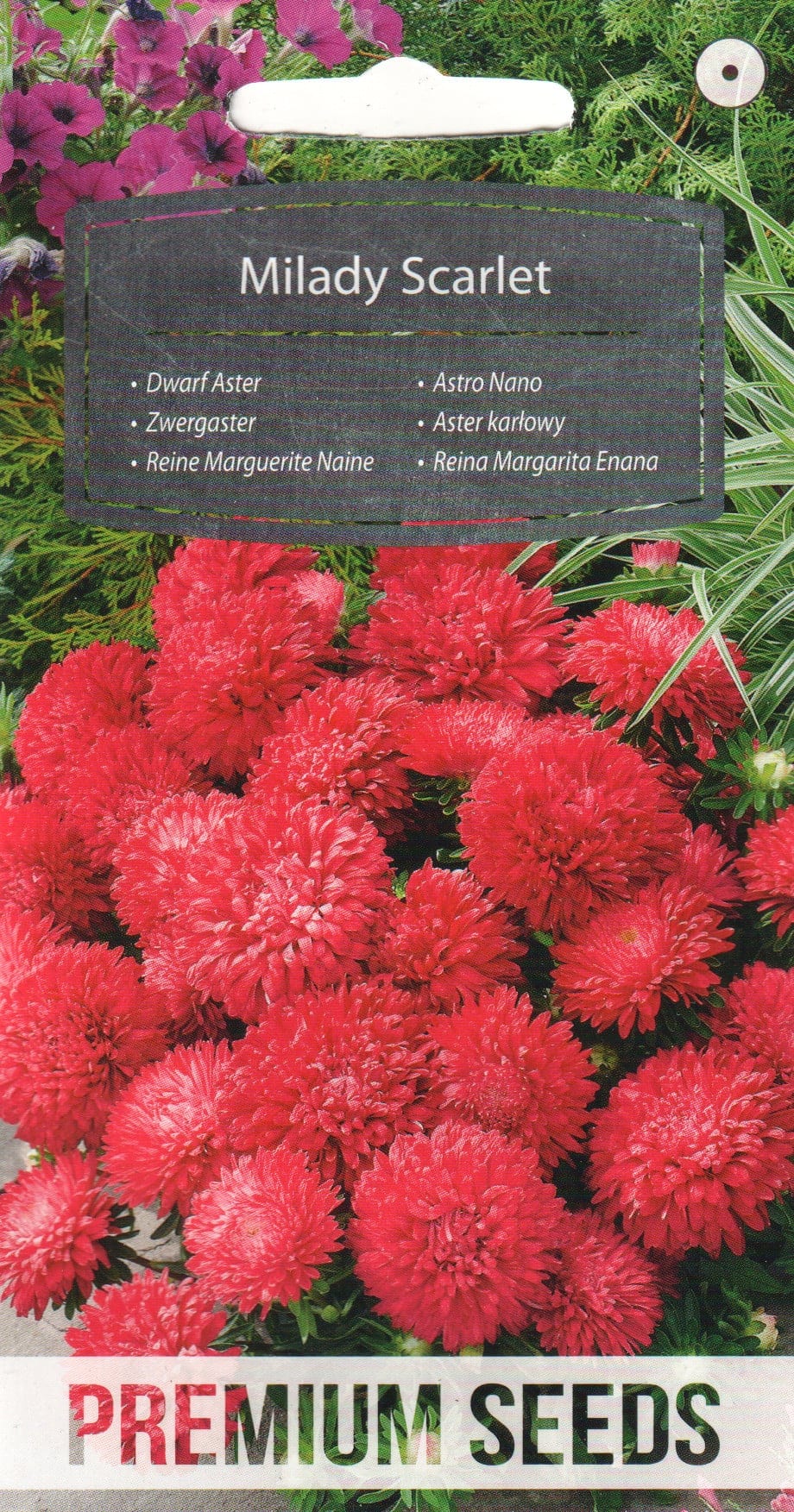 Aster "Milady Scarlet"
