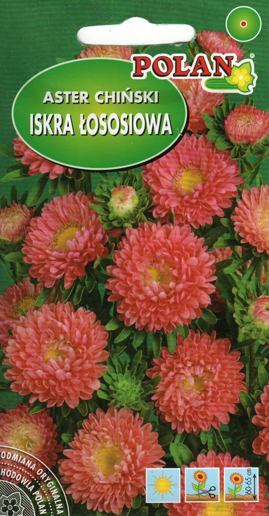 Aster "Iskra"