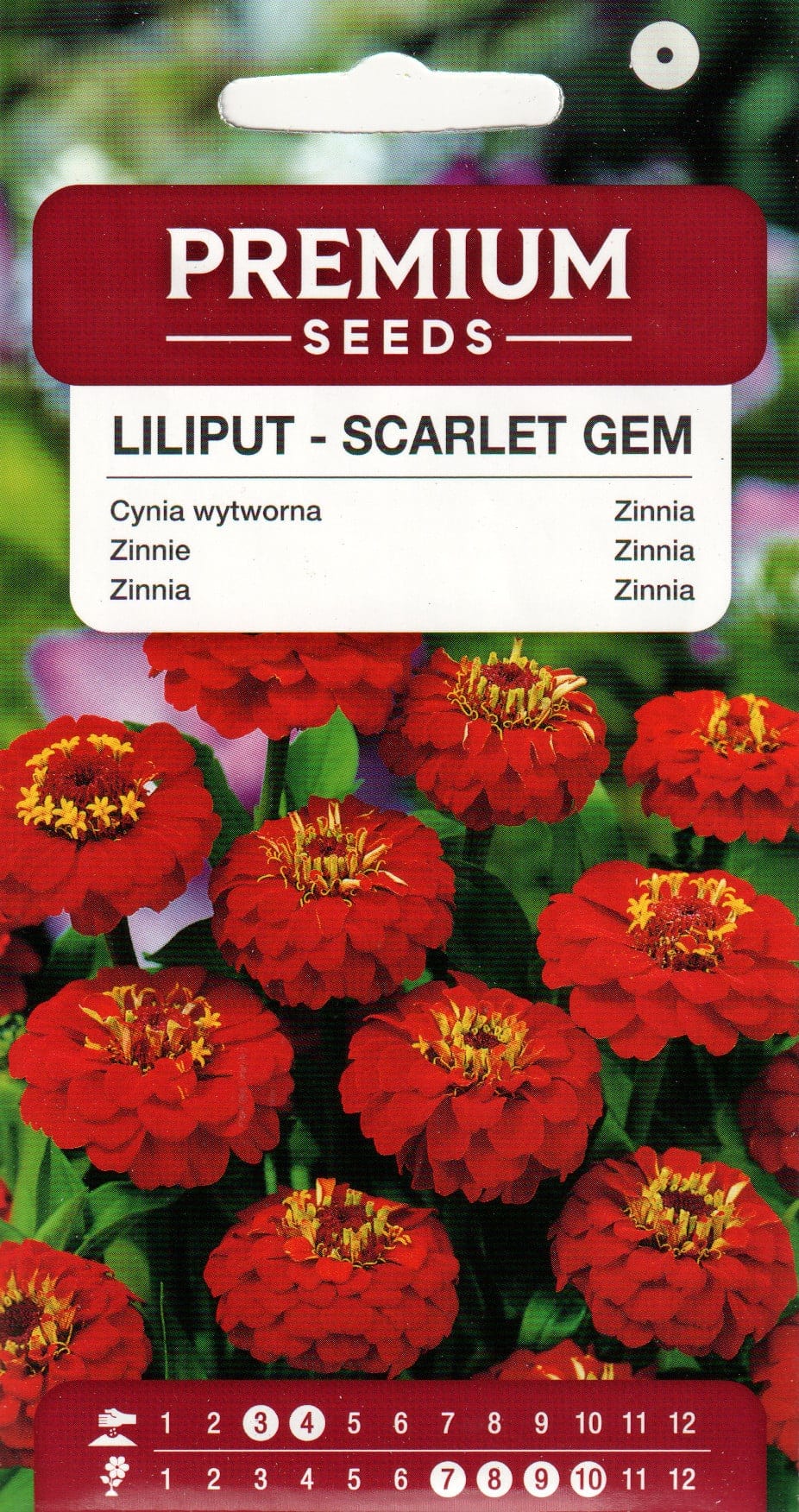 Harilik pruudisõlg "Liliput Scarlet Gem"