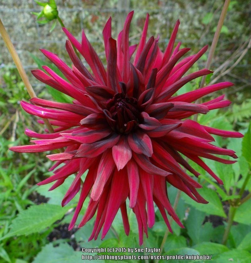 Daalia "Nuit d`Ete"