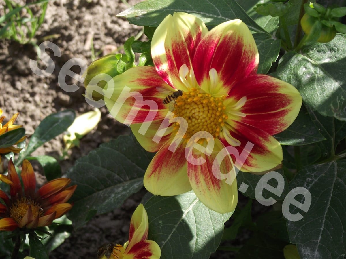 Aed-daalia "Collarette Dandy"