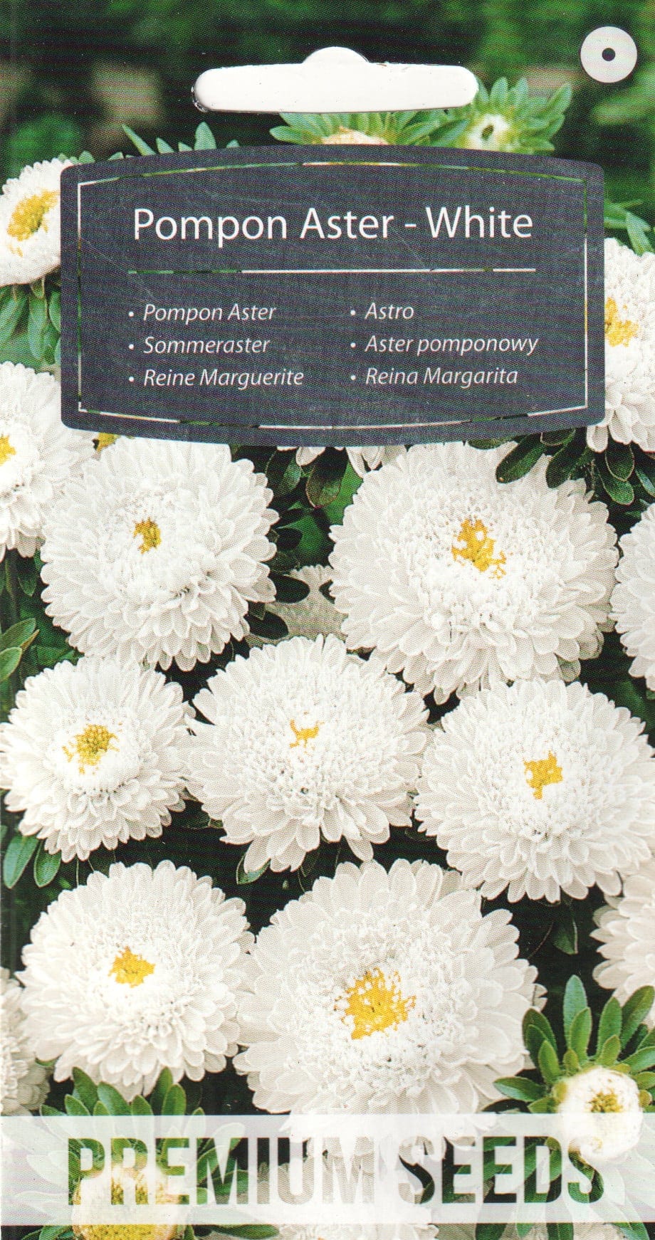 Aster "Pompon White"