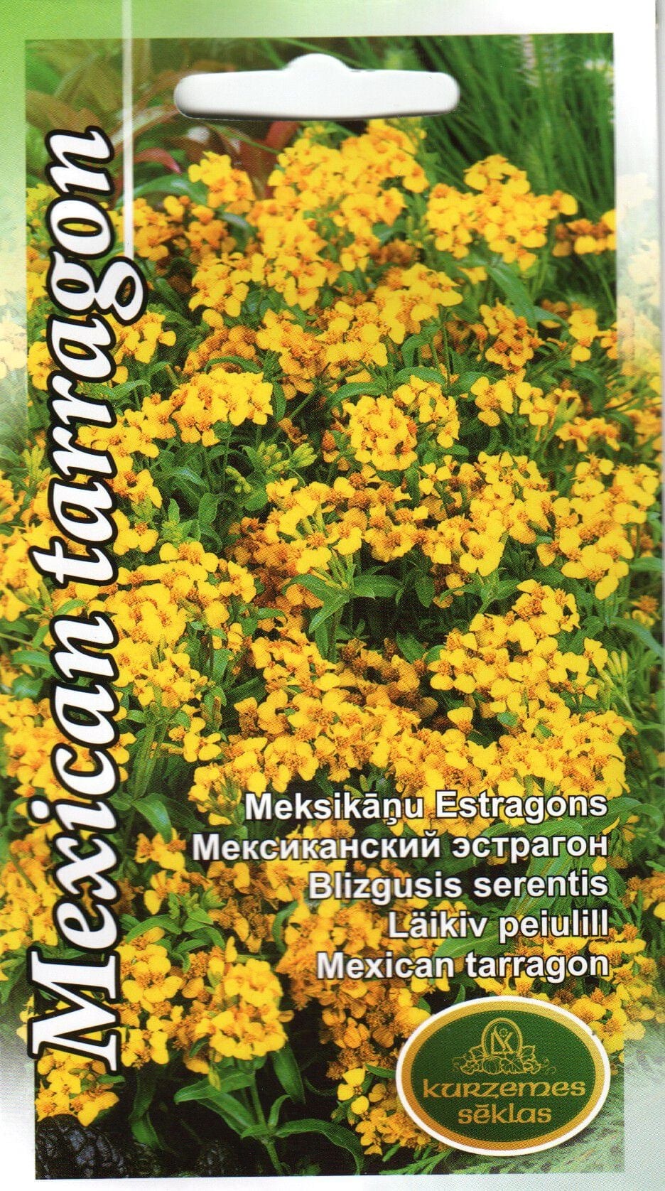 Läikiv peiulill ehk mehhiko estragon
