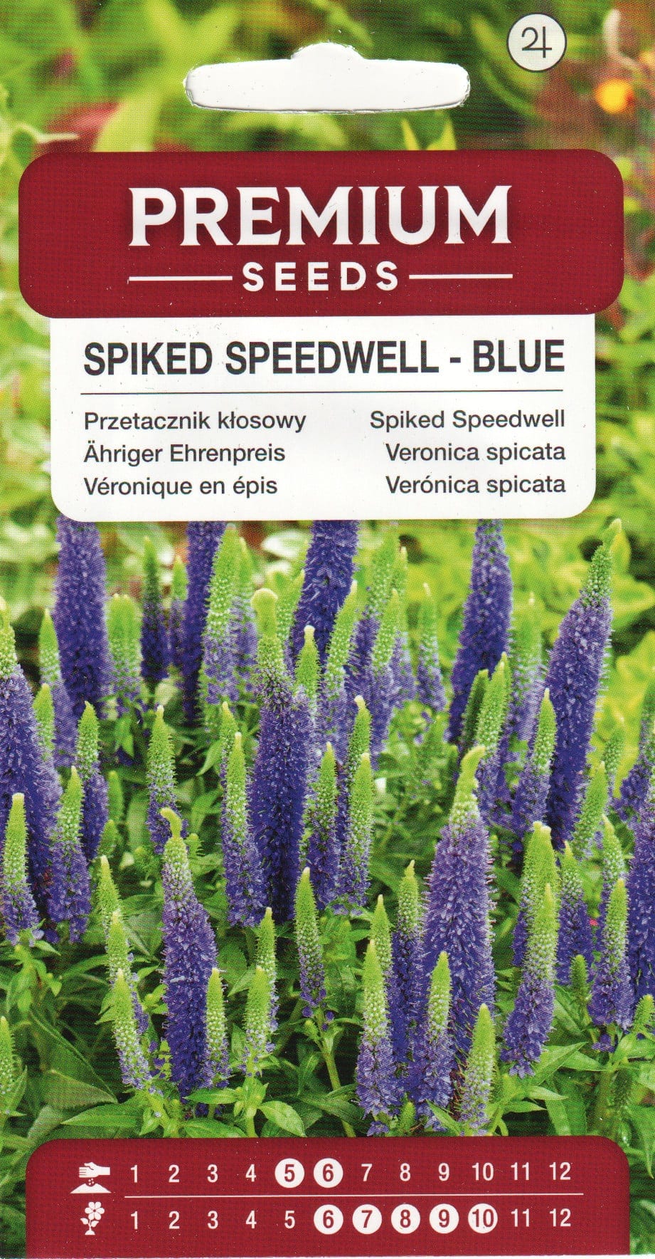 Kassisaba "Blue"
