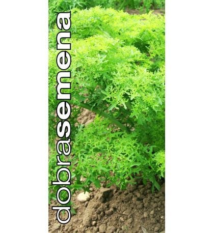Sarepta sinep / sarepta kapsasrohi "Golden Frills"