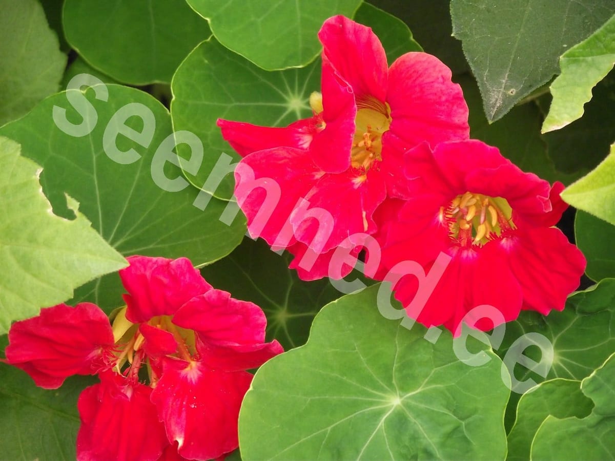 Mungalill "Cherry Rose"
