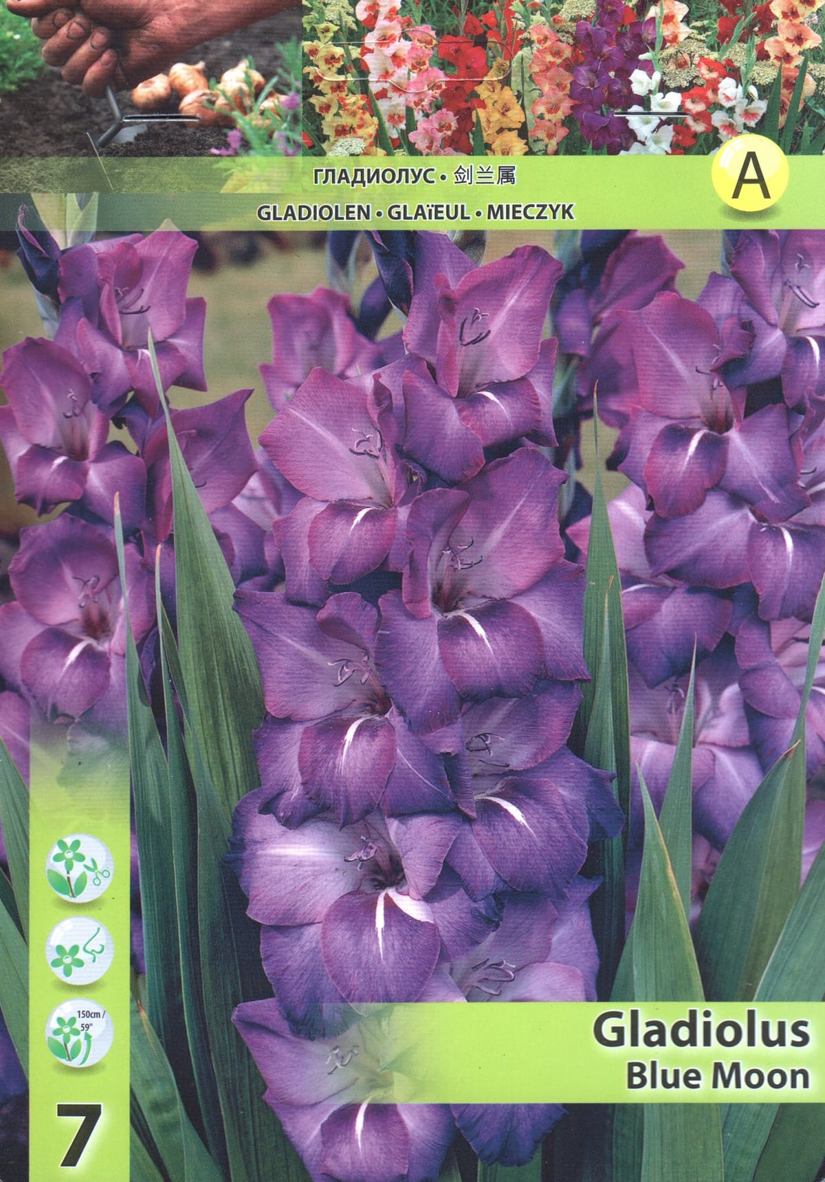 Gladiool "Blue Moon"