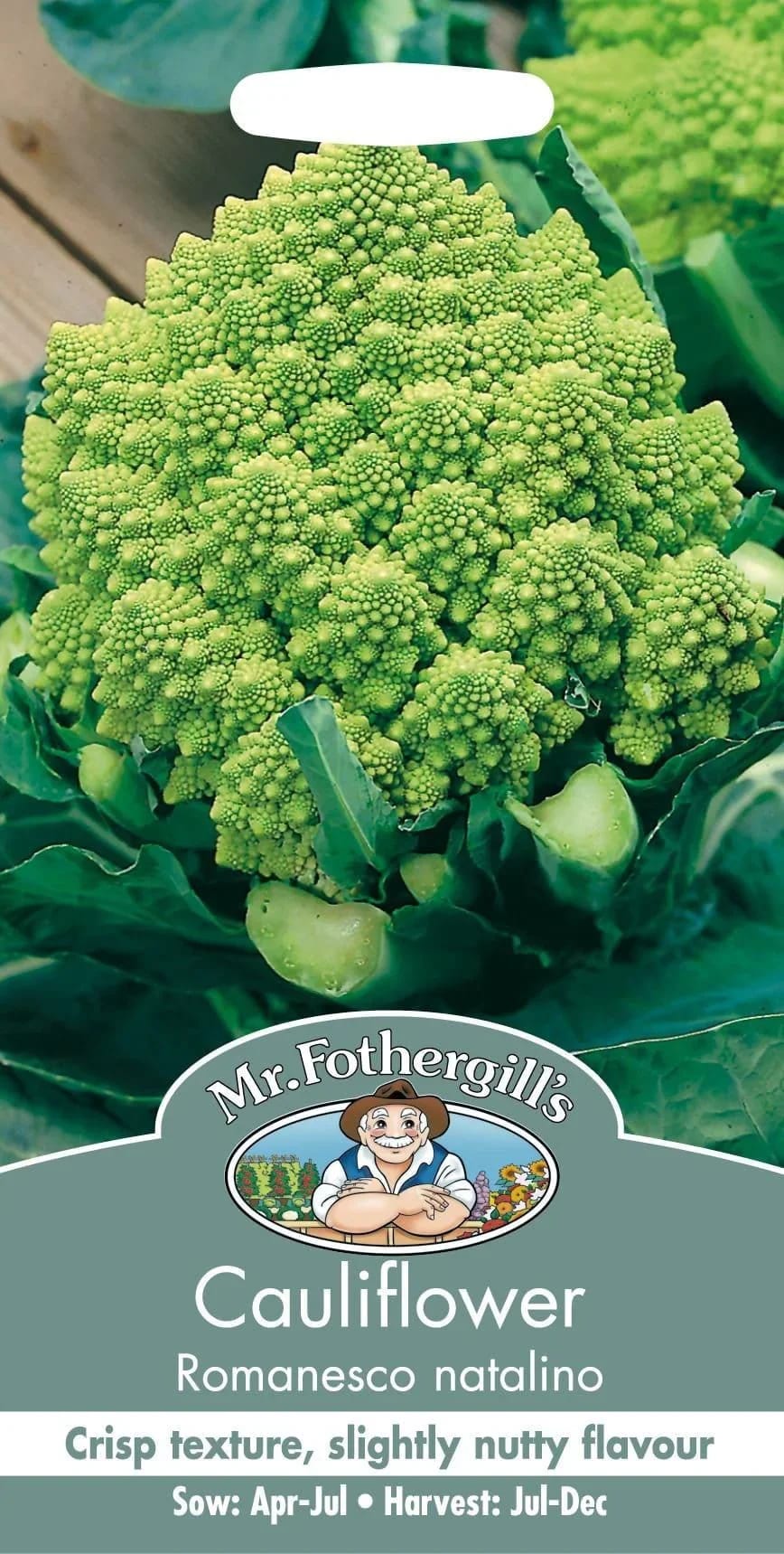 Romaani lillkapsas "Romanesco Natalino"