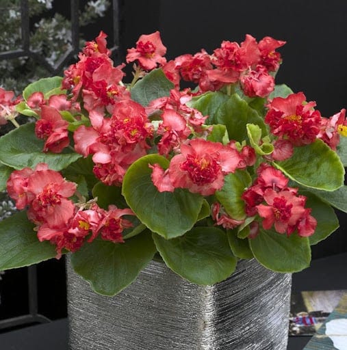 Alatiõitsev begoonia täidisõieline "Fiona Red" F1