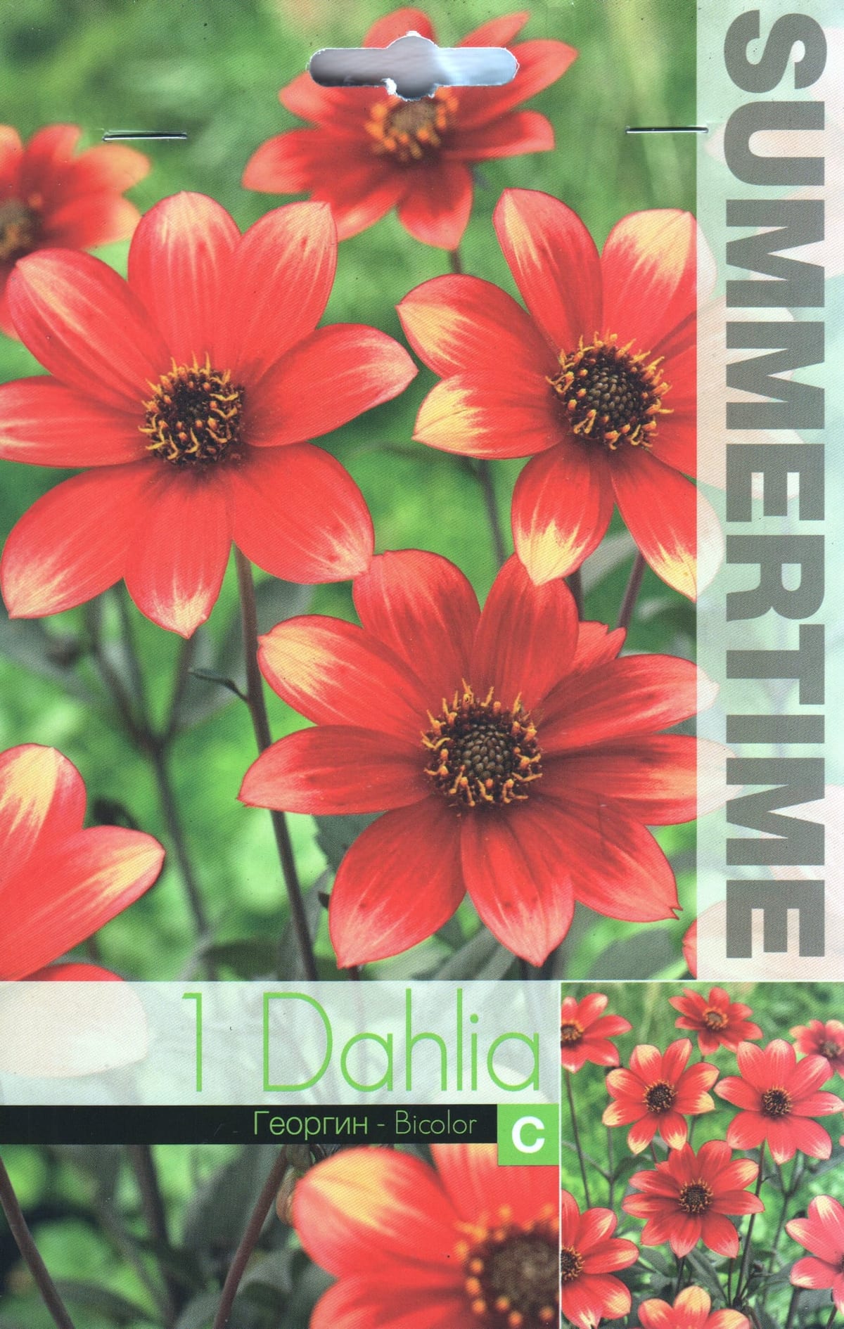 Lihtõieline daalia "Dahlegria Bicolor"